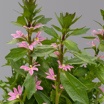 Fächerblume, rosa, Topf-Ø 12 cm, 6 Pflanzen Fächerblume, rosa, Topf-Ø 12 cm, 6 Pflanzen