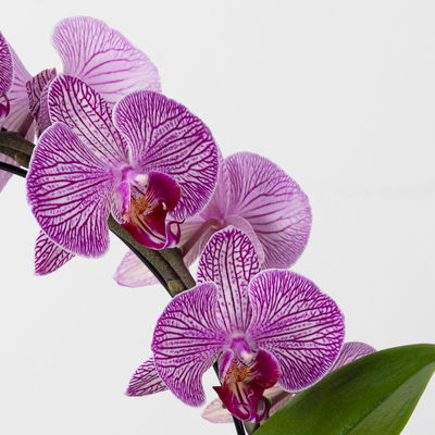 Schmetterlingsorchidee pink geadert, Bogen, Topf-Ø 12 cm, Höhe ca. 45 cm Schmetterlingsorchidee pink geadert, Bogen, Topf-Ø 12 cm, Höhe ca. 45 cm