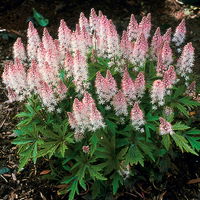 Bio Schaumblüte 'Spring Symphony', rosa, Topf-Ø 12 cm, 3 Pflanzen