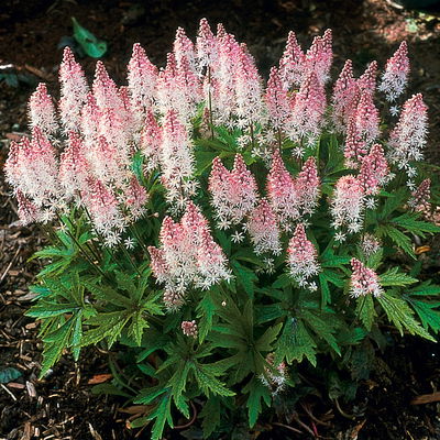 Bio Schaumblüte 'Spring Symphony', rosa, Topf-Ø 12 cm, 3 Pflanzen