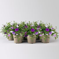 Zauberglöckchen 'Trio', lila-rosa-Töne, gefüllt, Topf-Ø 13 cm, 6 Pflanzen