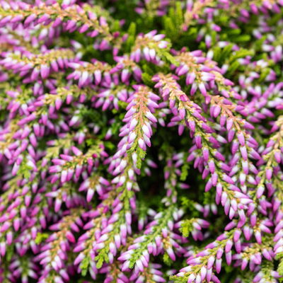 Calluna hängend, rosa, grünlaubig, Topf-Ø 12 cm, 3 Pflanzen Calluna hängend, rosa, grünlaubig, Topf-Ø 12 cm, 3 Pflanzen