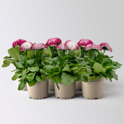 Tausendschön, rot-weiß, großblumig Topf-Ø 12 cm, 6 Pflanzen