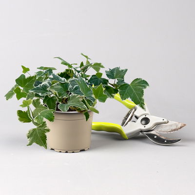 Pflanzenkreation Frühlingserwachen, 9 Pflanzen inkl. Erde und Dünger Pflanzenkreation Frühlingserwachen, 9 Pflanzen inkl. Erde und Dünger