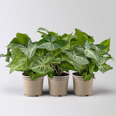 Syngonium 'Arrow', Topf-Ø 12cm, Höhe ca. 25 cm, 3 Stück Syngonium 'Arrow', Topf-Ø 12cm, Höhe ca. 25 cm, 3 Stück