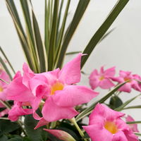 Mixtopf Dipladenia mit Keulenlilie, Farbe zufällig, Topf-Ø 26 cm