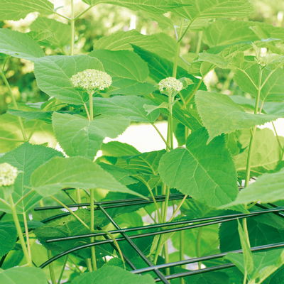 Bellissa Hortensienstütze 'ANNABELLE', 2er-Set, grün, H60 x L65 x L57 cm Bellissa Hortensienstütze 'ANNABELLE', 2er-Set, grün, H60 x L65 x L57 cm