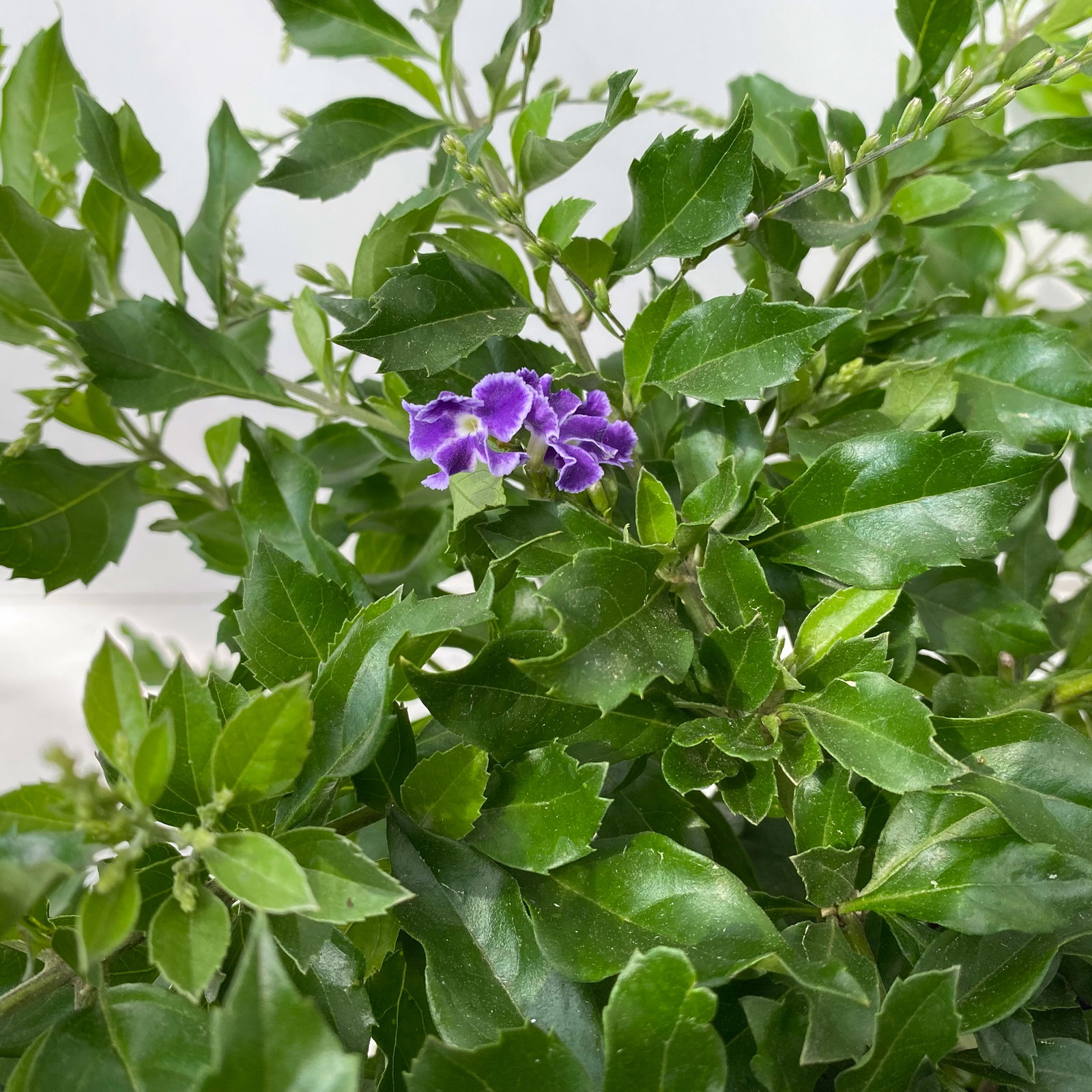 Himmelsblüte, Pyramide, Topf-Ø 17 cm, Höhe ca. 75 cm, 2 Pflanzen