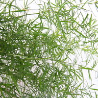 Asparagus 'Sprengerii', Ampeltopf-Ø 17 cm, Höhe ca. 30 cm