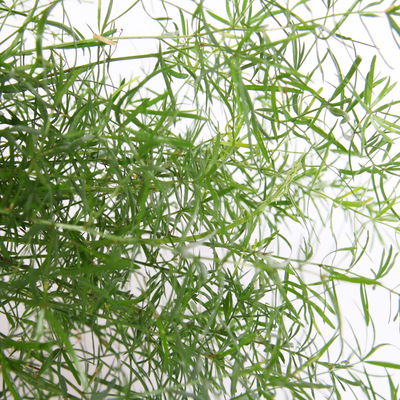 Asparagus 'Sprengerii', Ampeltopf-Ø 17 cm, Höhe ca. 30 cm