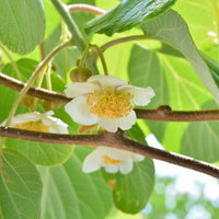Männliche Kiwi 'Atlas', Topf 2 Liter, 2er-Set Männliche Kiwi 'Atlas', Topf 2 Liter, 2er-Set