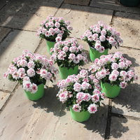 Eisenkraut, weiß-rosa, Topf-Ø 12 cm, 6 Pflanzen