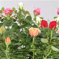 Rose 'Quadro' rosa, rot, weiß, orange, Topf-Ø 10,5 cm, 3er-Set