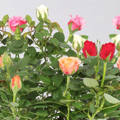 Rose 'Quadro'-,rosa, rot, weiß, orange, Topf-Ø 10,5 cm, 3 Pflanzen