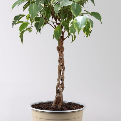 Birkenfeige 'Safrana', Flechtstamm, Topf-Ø 17 cm, Höhe ca. 65 cm Birkenfeige 'Safrana', Flechtstamm, Topf-Ø 17 cm, Höhe ca. 65 cm