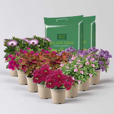 Pflanzenkreation 'Lillet Wild Berry', 12 Pflanzen inkl. Erde