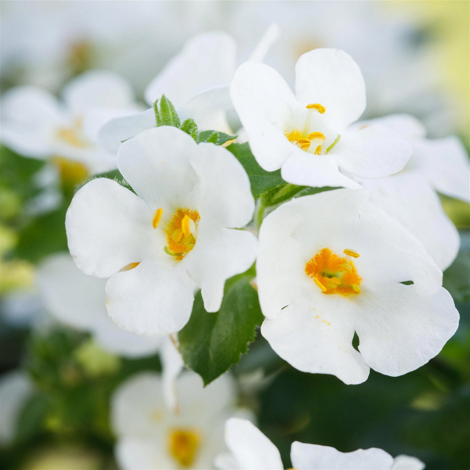 Schneeflockenblume weiß, Ampeltopf-Ø 25/27 cm