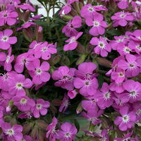 Polster-Seifenkraut 'Bressingham Pink', rosa, Topf-Ø 12 cm