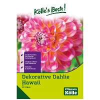 Dahlie 'Hawaii', pink, 1 Blumenknolle