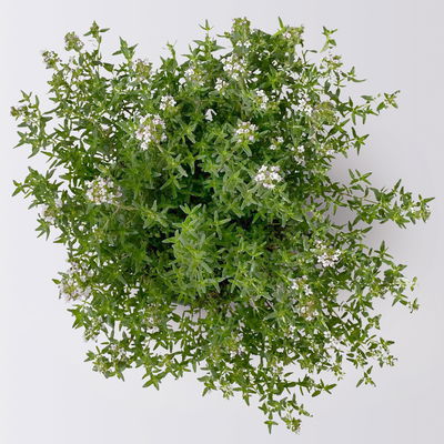 Bio Kräuter-Set 'Pizza & Pasta', 5 Pflanzen, Topf-Ø 12cm Bio Kräuter-Set 'Pizza & Pasta', 5 Pflanzen, Topf-Ø 12cm