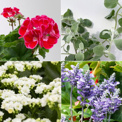 Grabbepflanzung Sommer rot-weiß-blau, 12 Pflanzen