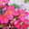 Begonie I’CONIA® 'First Kiss Hot Pink' pink, Topf-Ø 13 cm, 6er-Set Begonie I’CONIA® 'First Kiss Hot Pink' pink, Topf-Ø 13 cm, 6er-Set
