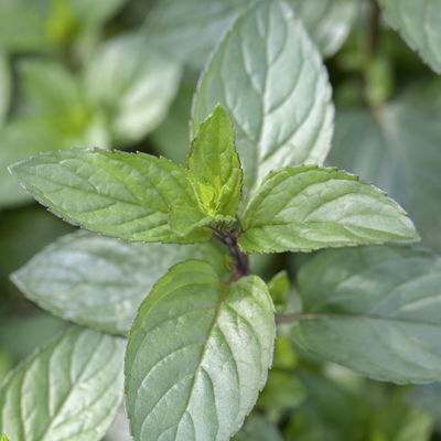 Schokoladenminze, Kölle Bio, 12cm Topf, frisch aus unserer Bio-Gärtnerei Schokoladenminze, Kölle Bio, 12cm Topf, frisch aus unserer Bio-Gärtnerei