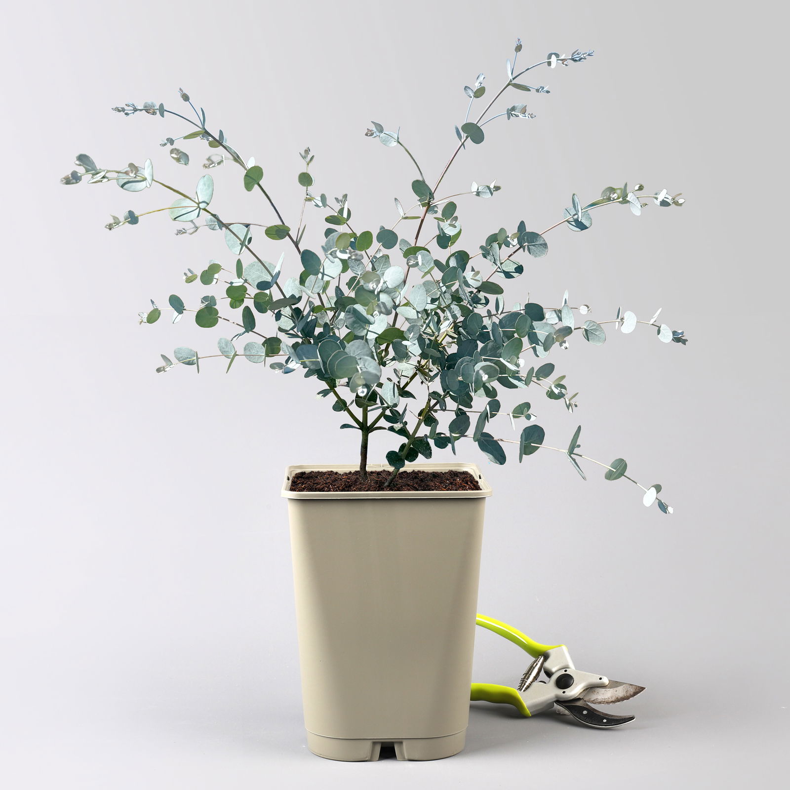 Silberblauer Eucalyptus gunnii 'Silverana'®, im 5 lt. Topf