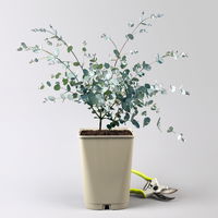 Silberblauer Eucalyptus gunnii 'Silverana'®, im 5 lt. Topf