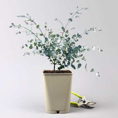 Silberblauer Eucalyptus gunnii 'Silverana'®, im 5 lt. Topf