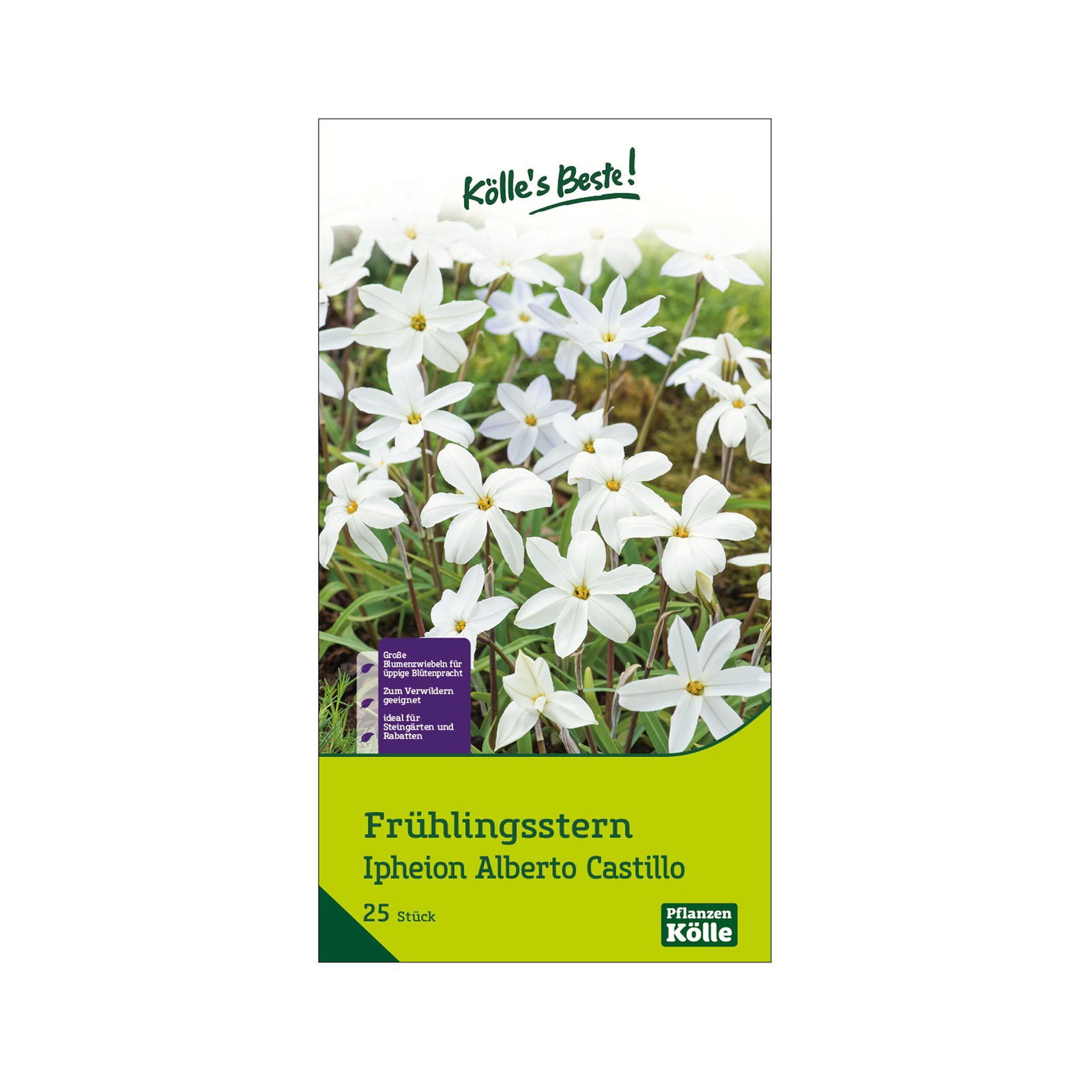 Frühlingsstern, Ipheion, 'Alberto/Castello', weiß, Größe 5/+, 25 Blumenzwiebeln