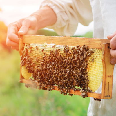 Nur in Wildau: Imkerkurs Nur in Wildau: Imkerkurs