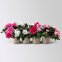 Azalee 'Vogel', Farben zufällig, Topf-Ø 11 cm, Höhe ca. 20 cm, 4 Pflanzen Azalee 'Vogel', Farben zufällig, Topf-Ø 11 cm, Höhe ca. 20 cm, 4 Pflanzen