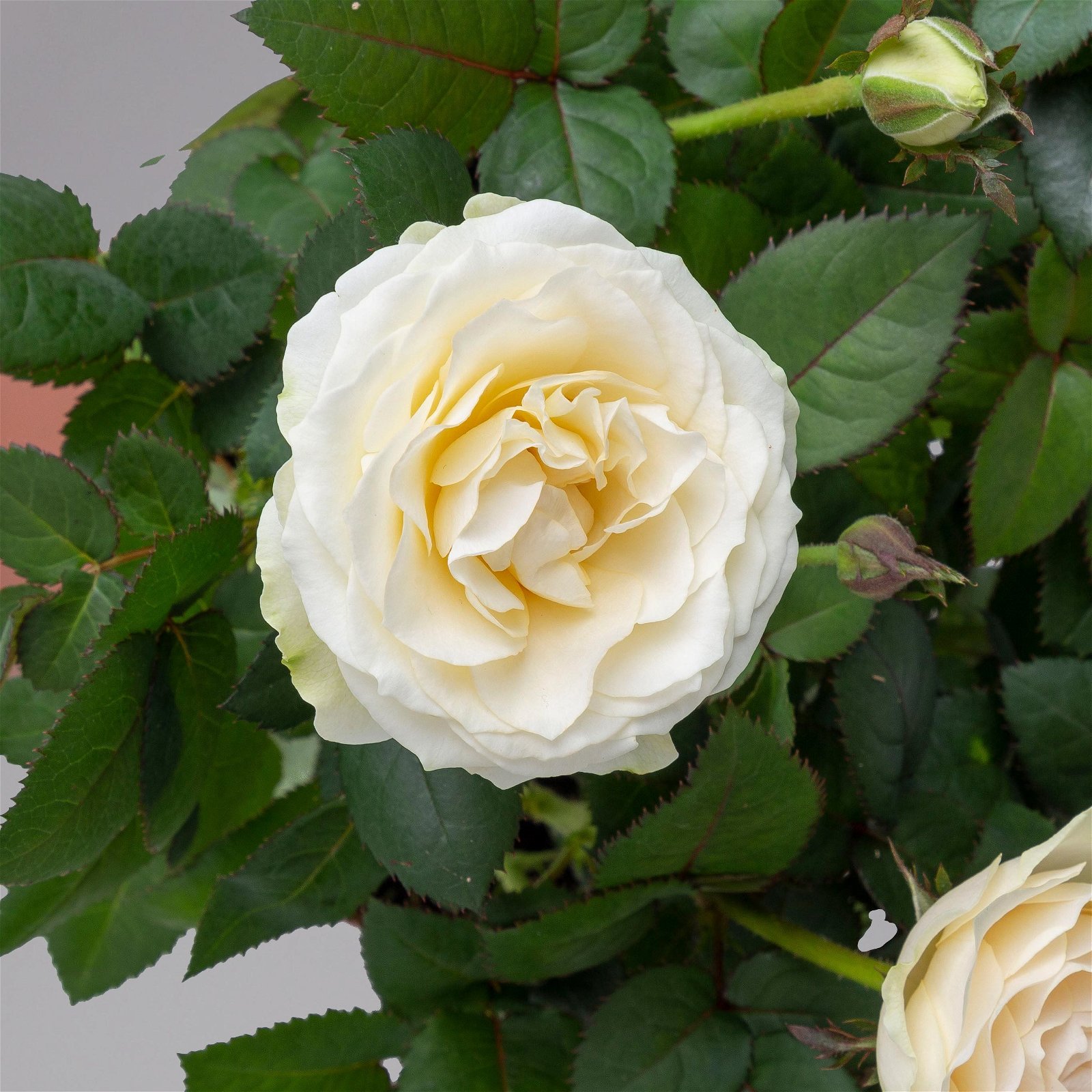 Rose 'Infinity' weiß, Topf-Ø 14 cm, 2er-Set