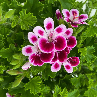 Duftgeranie 'Angel Perfum'® rosa/pink/weiß, Topf-Ø 12 cm, 6er-Set