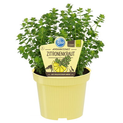 Blu Bio Afrikanisches Zitronenkraut, Topf-Ø 12 cm, 2er Set Blu Bio Afrikanisches Zitronenkraut, Topf-Ø 12 cm, 2er Set
