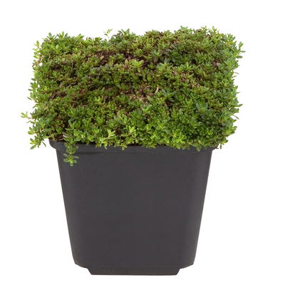 Bio Polster-Thymian 'Coccineus' rot, Topf 9x9 cm, 3 Pflanzen Bio Polster-Thymian 'Coccineus' rot, Topf 9x9 cm, 3 Pflanzen