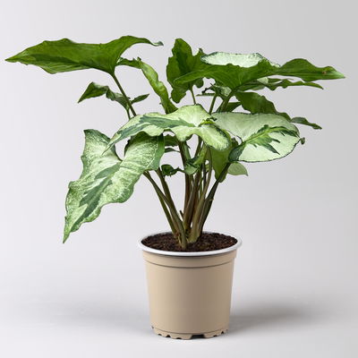 Syngonium 'Three Kings', Topf-Ø 12cm, Höhe ca. 25 cm Syngonium 'Three Kings', Topf-Ø 12cm, Höhe ca. 25 cm