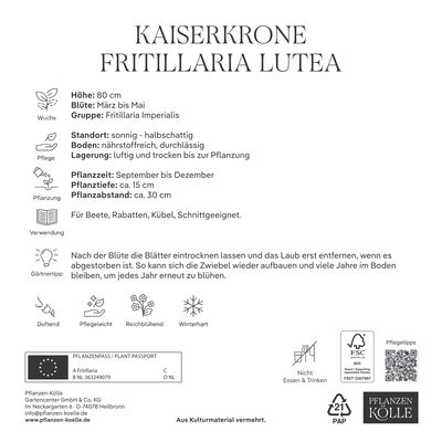 Kaiserkrone (Fritillaria Imperialis Lutea) gelb, 3 Blumenzwiebeln