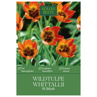 Wildtulpen 'Whittali', orange, Größe 6+, 10 Blumenzwiebeln Wildtulpen 'Whittali', orange, Größe 6+, 10 Blumenzwiebeln