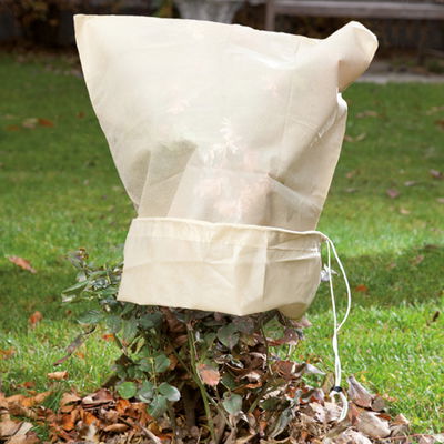 Kölles Beste Kübelpflanzen-Sack 'Spezial', beige, B60 x H80 cm, 2er-Pack Kölles Beste Kübelpflanzen-Sack 'Spezial', beige, B60 x H80 cm, 2er-Pack