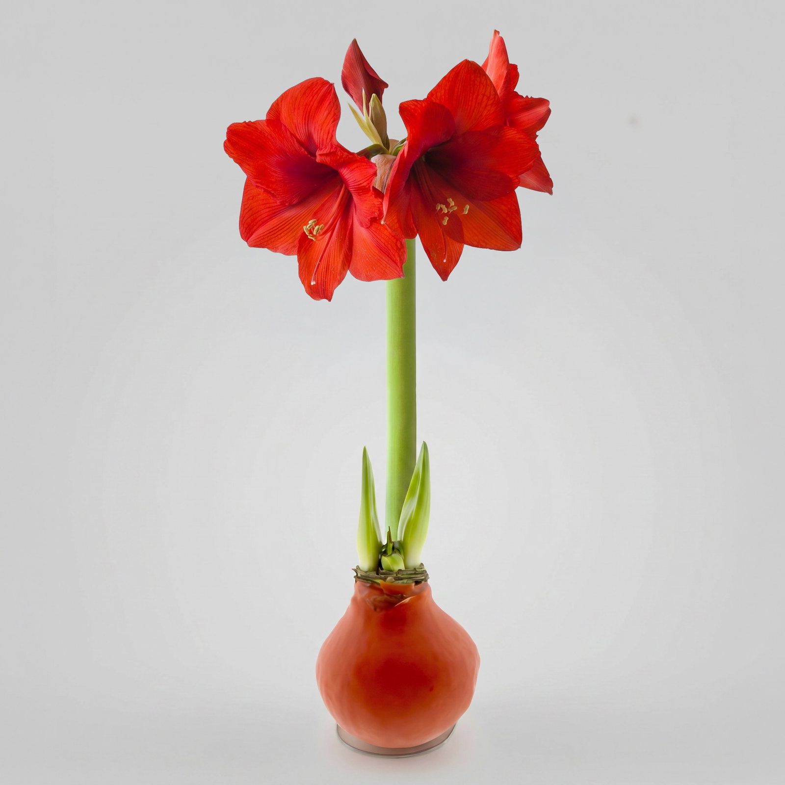 Amaryllis in Wachs XL, Dekor 'Basic Orange', Blüte rot Amaryllis in Wachs XL, Dekor 'Basic Orange', Blüte rot