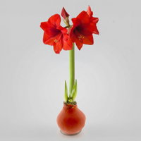 Amaryllis in Wachs XL, Dekor 'Basic Orange', Blüte rot Amaryllis in Wachs XL, Dekor 'Basic Orange', Blüte rot