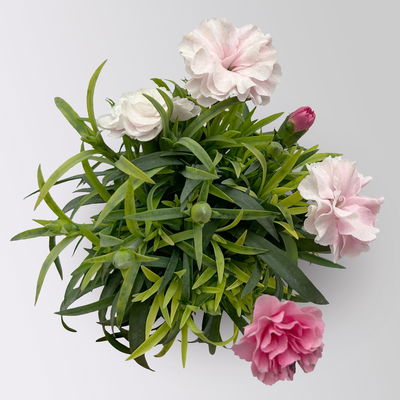 Nelke 'I Love U', Mini, pink-rosa-weiß, Topf-Ø 7 cm, 6 Pflanzen