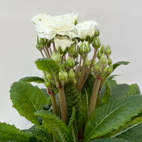 Primel 'Pollyanna Frosty White', weiß, Topf-Ø 13 cm, 6 Pflanzen