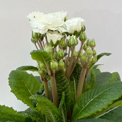 Primel 'Pollyanna Frosty White', weiß, Topf-Ø 13 cm, 6 Pflanzen