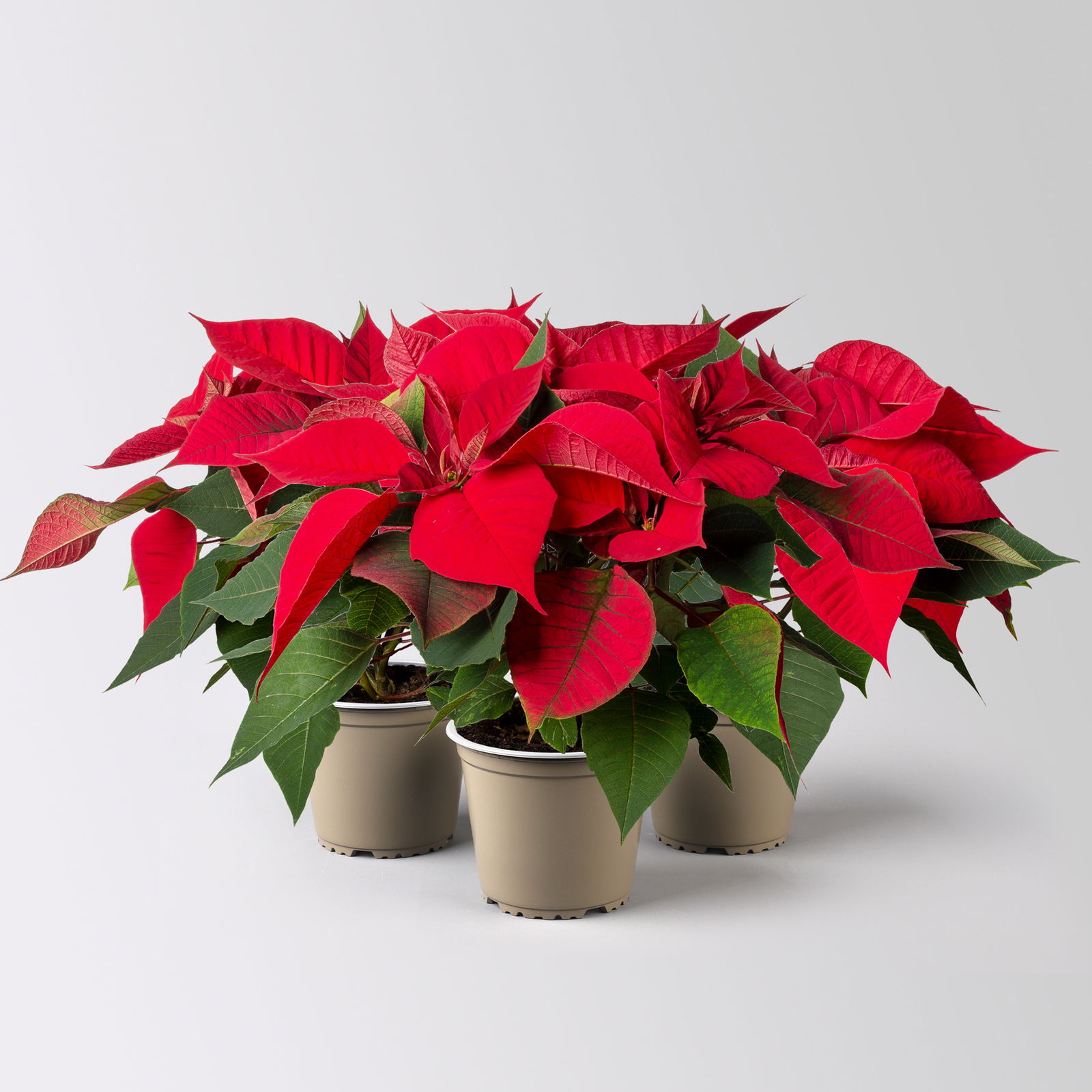 Bio Weihnachtsstern, rot, Topf-Ø 12 cm, 3 Pflanzen