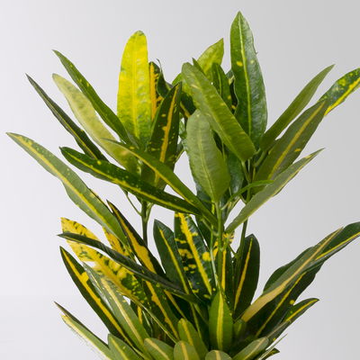 Kroton 'Sunny Star', inkl. Keramiktopf Dallas weiß, Topf-Ø 12 cm, 3 Stück