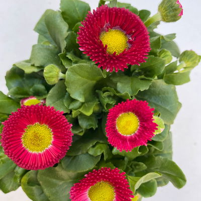 Tausendschön Farbe zufällig, Topf-Ø 12 cm, 6er-Set