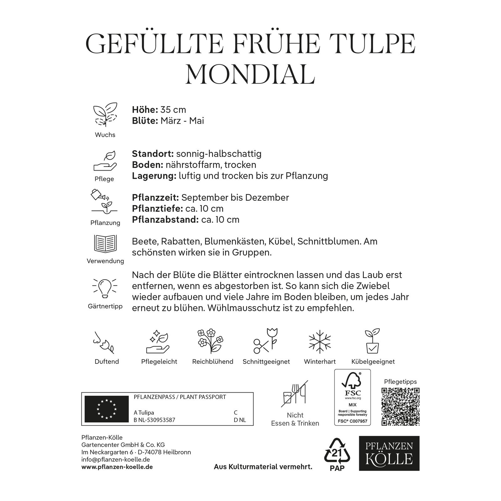 Gefüllte frühe Tulpen Mondial weiß, 7 Blumenzwiebeln Gefüllte frühe Tulpen Mondial weiß, 7 Blumenzwiebeln